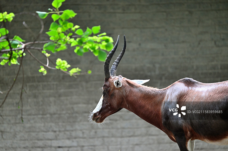 白脸牛羚，动物主题，上海动物园图片素材