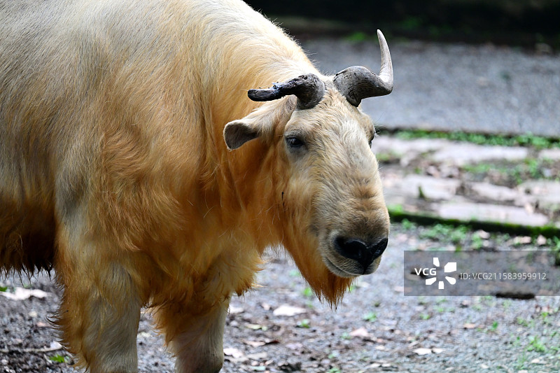 秦岭羚牛，可爱的牛牛，动物主题，上海动物园图片素材