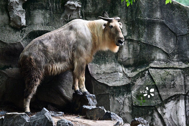 秦岭羚牛，可爱的牛牛，动物主题，上海动物园图片素材