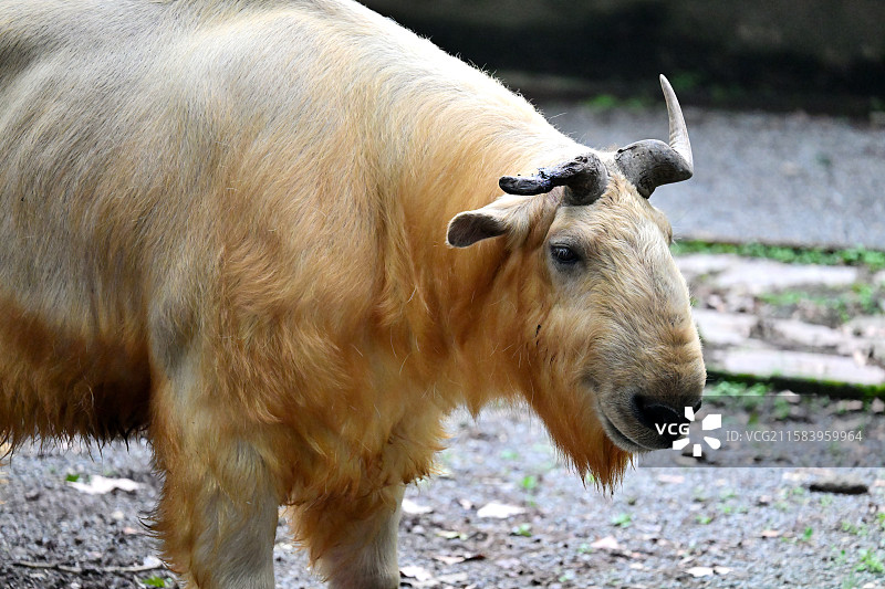 秦岭羚牛，可爱的牛牛，动物主题，上海动物园图片素材