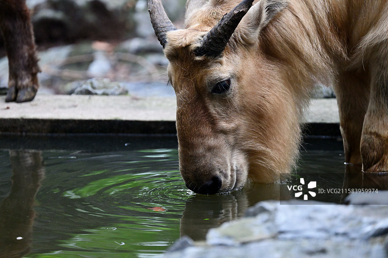 秦岭羚牛，可爱的牛牛，动物主题，上海动物园图片素材