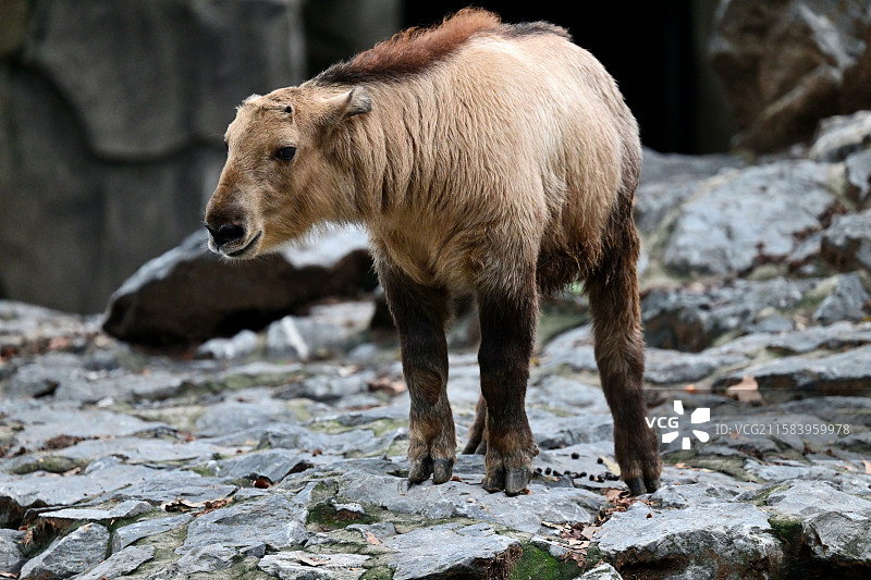 秦岭羚牛，可爱的牛牛，动物主题，上海动物园图片素材