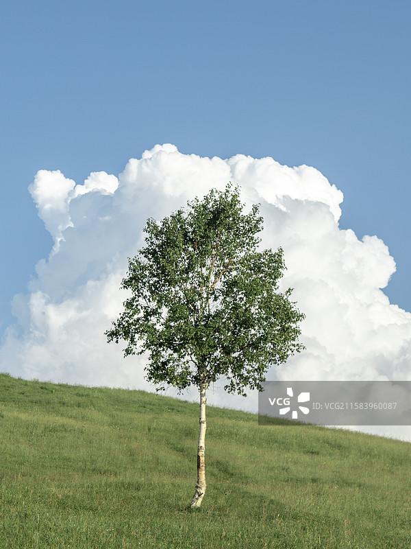 坝上草原上的树木顶着天空图片素材