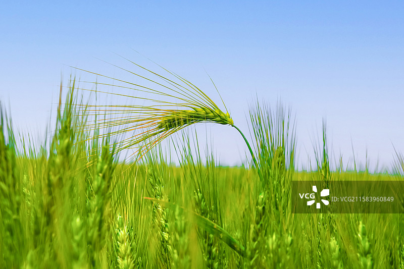 麦田麦子农作物图片素材