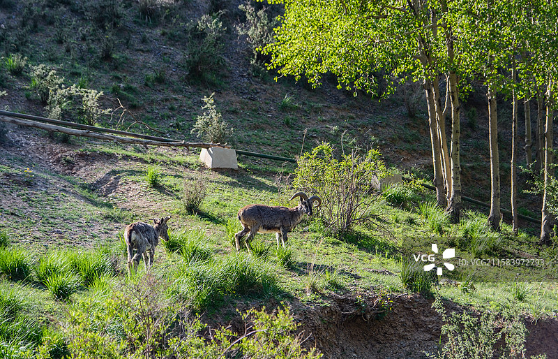 贺兰山岩羊图片素材
