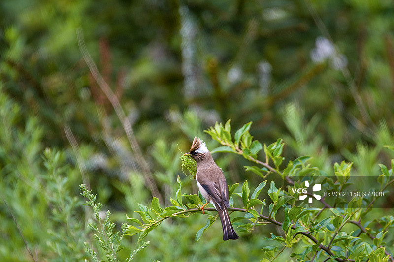 白领凤鹛图片素材
