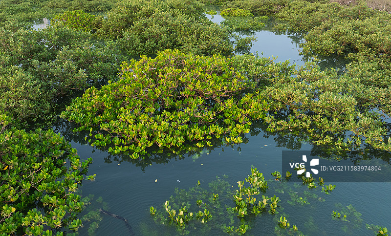 广西北海金海湾红树林涨潮图片素材