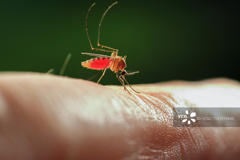 在人身上吸血的蚊子图片素材