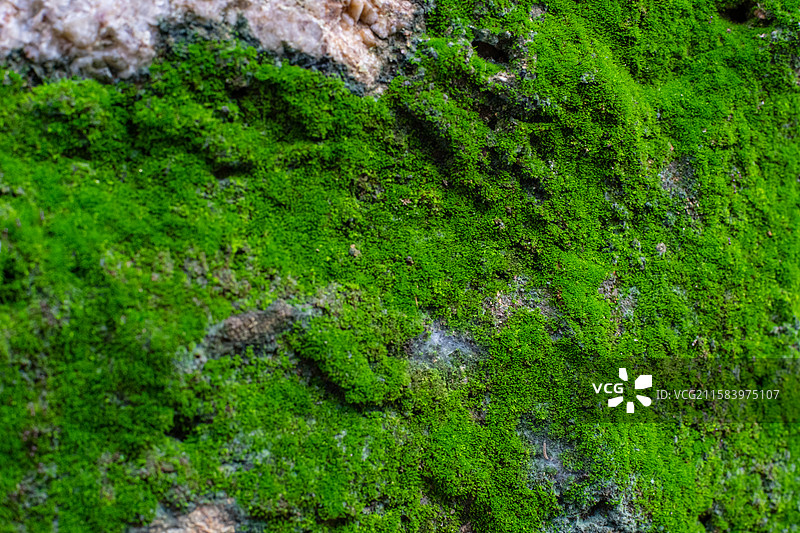中国野生植物拍摄主题，墙壁上长出一片绿色的湿润的青苔苔藓，户外白昼无人图像摄影图片素材