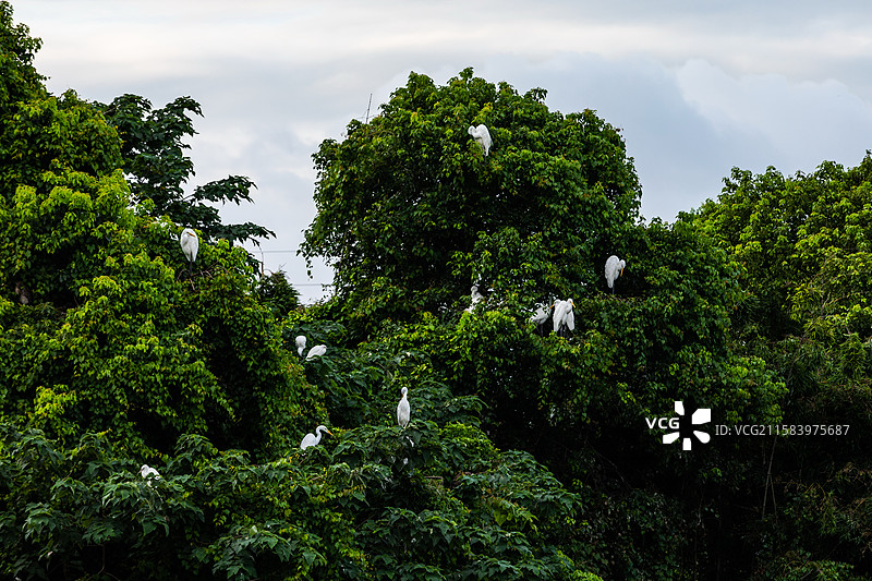 下渚湖湿地白鹭图片素材