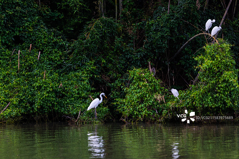 下渚湖湿地白鹭图片素材