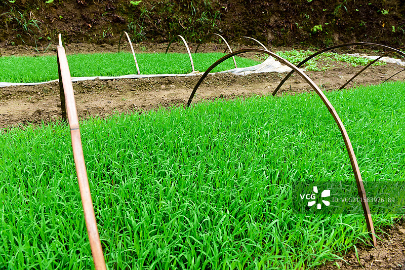 水稻秧苗图片素材