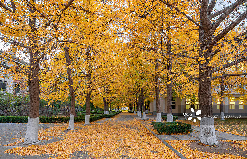 北京校园里的秋天，大学校园秋景，银杏落叶，银杏，金秋，落叶图片素材