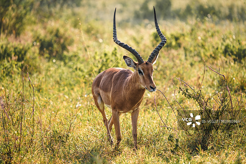 肯尼亚纳库鲁国家公园瞪羚图片素材