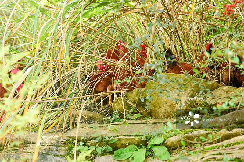 跑地鸡走地鸡土鸡跑山鸡图片素材