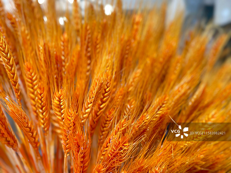 金灿灿的小麦花卉植物装饰花束庆祝新店厂家开业大吉喜庆快乐五谷丰登财源广进寓意的背景图片素材
