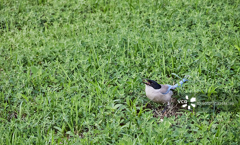 草地上的灰喜鹊图片素材