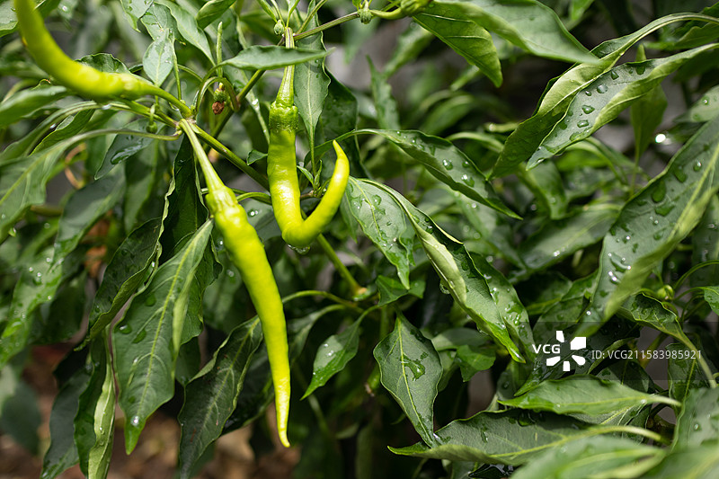 绿色蔬菜辣椒青椒图片素材