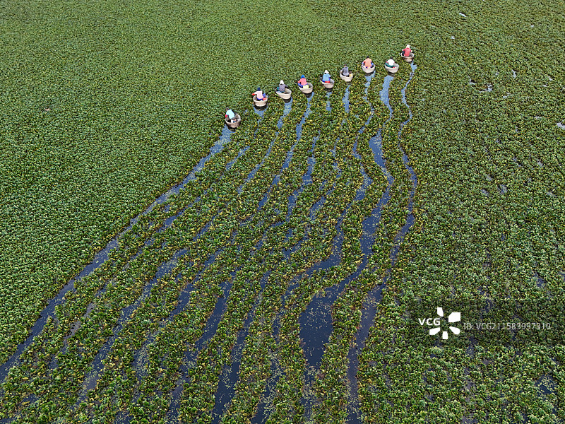 江苏淮安：洪泽区岔河镇的菱塘里采莲图片素材