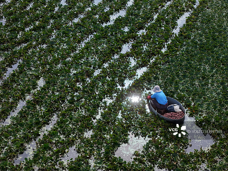 江苏淮安：洪泽区岔河镇的菱塘里采莲图片素材