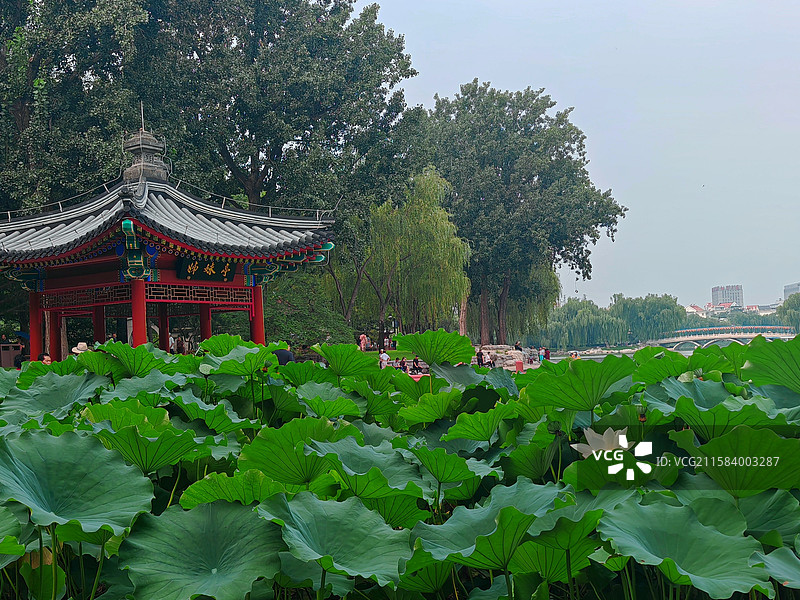亭立荷中央：图片拍于陶然亭公园，红色的立柱灰色的瓦的姊姐亭立在荷花池中，荷映凉亭色彩对比美不胜收。图片素材