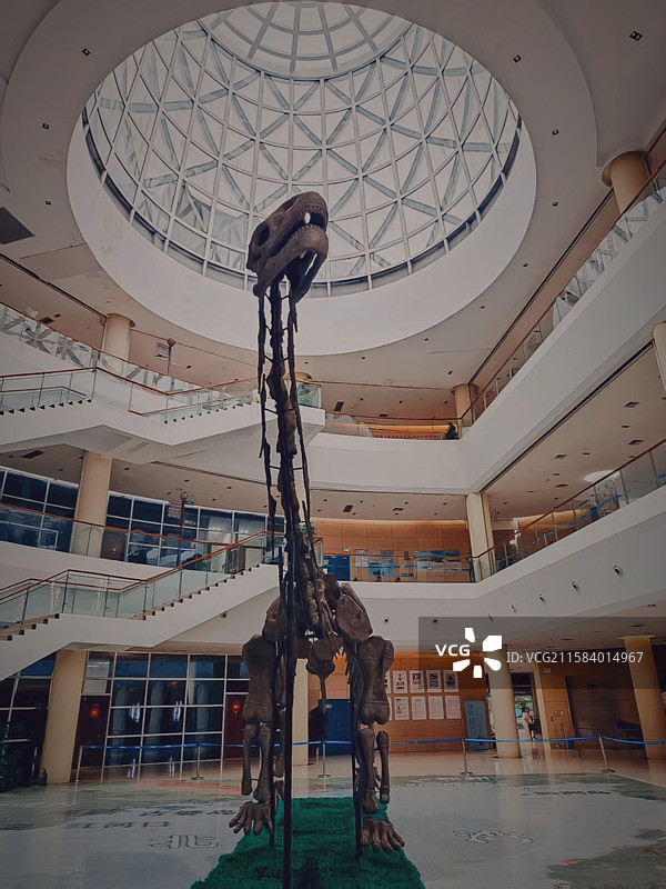 博物馆室内静物恐龙图片素材