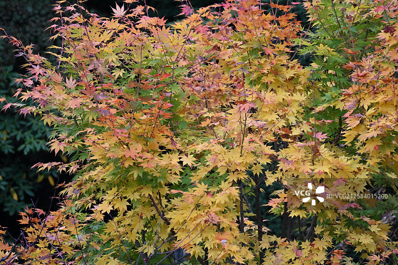 北海道｜札幌｜小樽图片素材