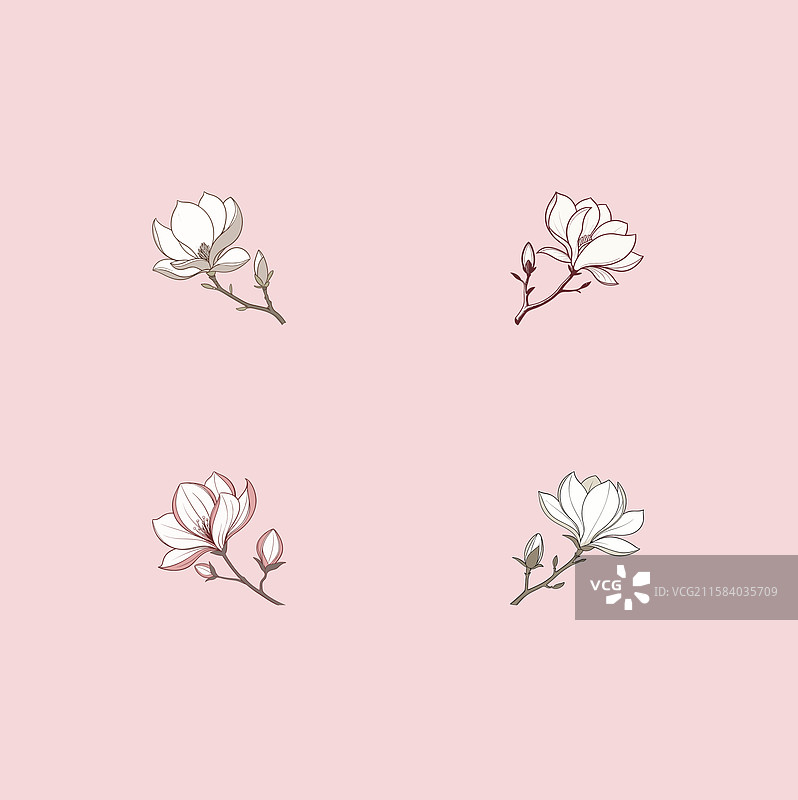 玉兰花，这是一个重要的元素图片素材