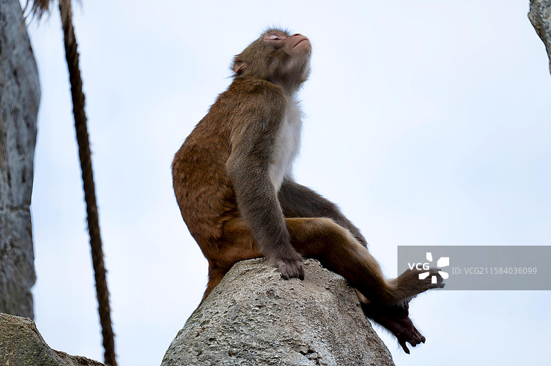 猴王鼓掌 长春动植物公园图片素材
