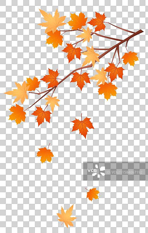 国风秋天枫叶枫树插画图片素材