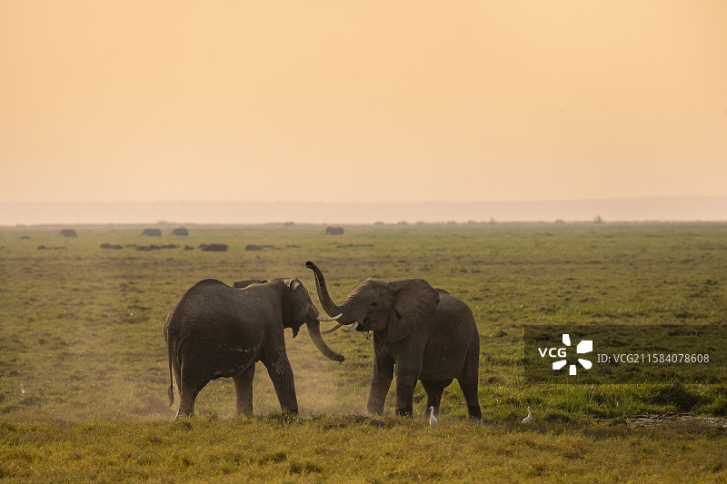肯尼亚安博塞利国家公园大象图片素材