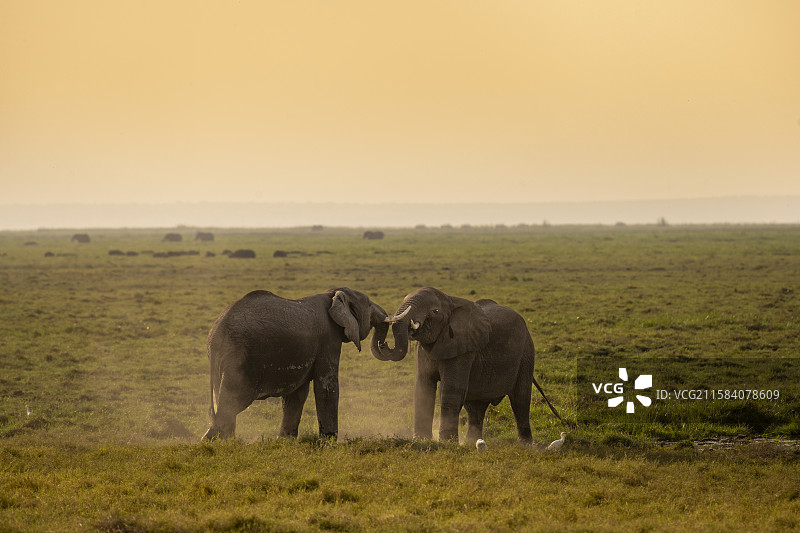 肯尼亚安博塞利国家公园大象图片素材
