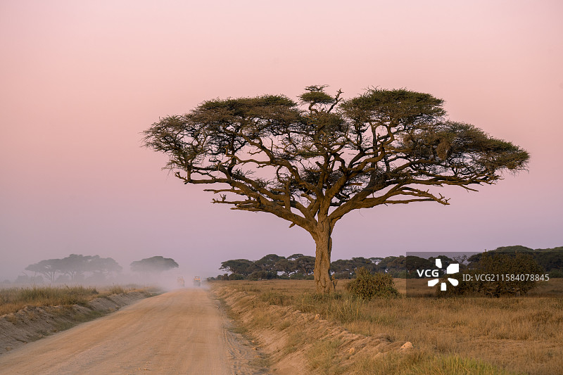 肯尼亚安博塞利国家公园图片素材