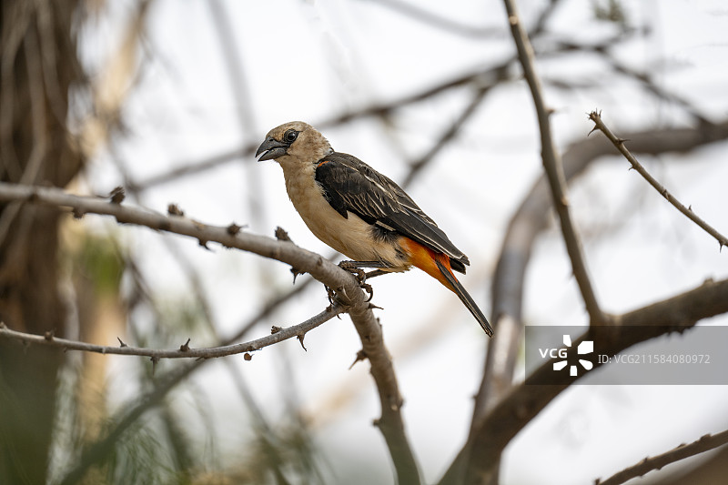 肯尼亚白头水牛织布鸟图片素材