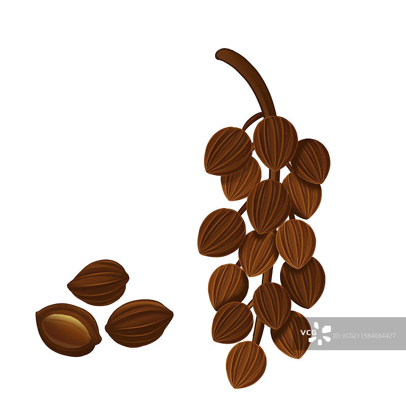 中国传统文化中草药药材砂仁图片素材