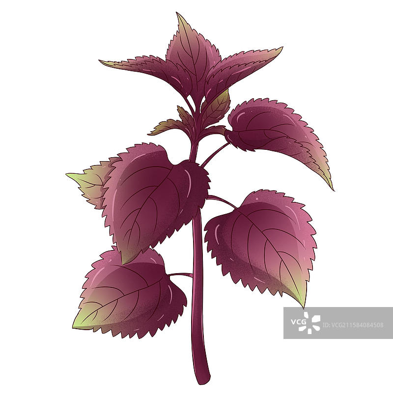 中国传统文化中草药药材紫苏图片素材