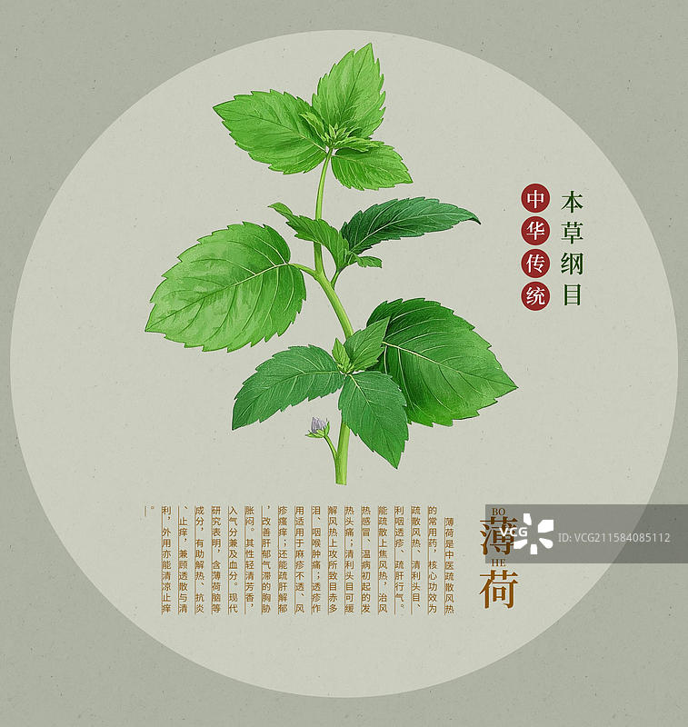 中国传统文化中草药药材薄荷图片素材