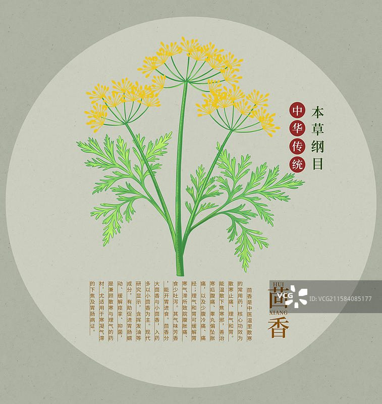 中国传统文化中草药药材茴香图片素材