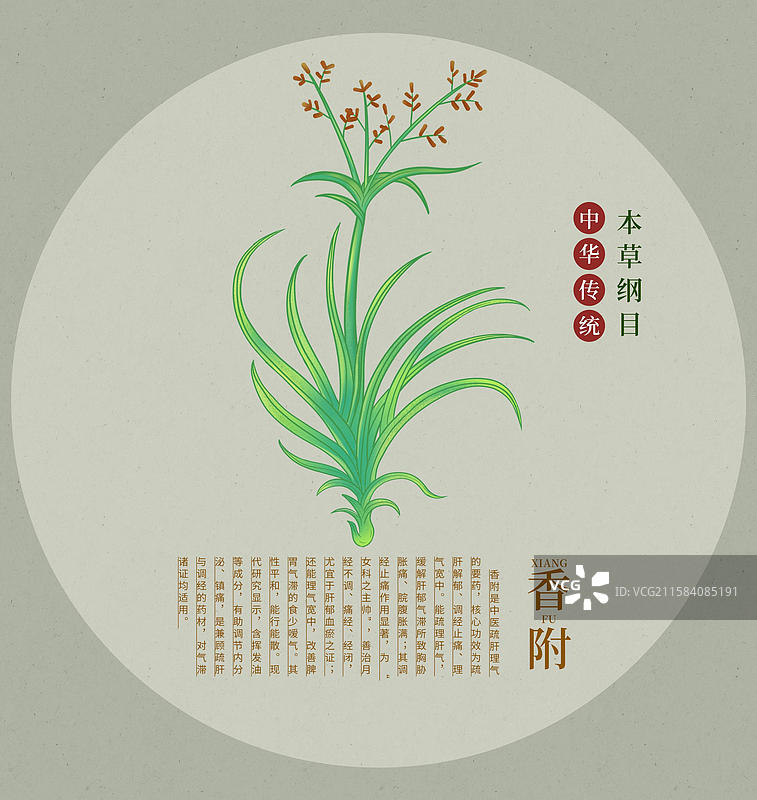 中国传统文化中草药药材香附图片素材