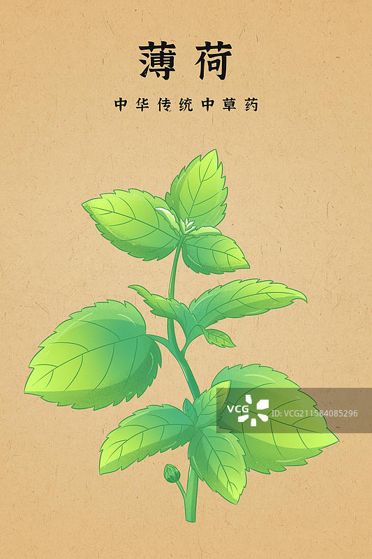中国传统文化中草药药材薄荷图片素材