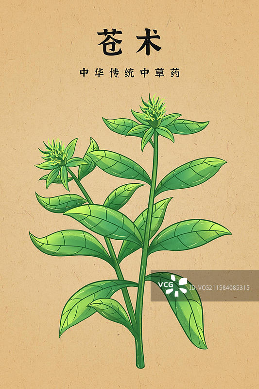 中国传统文化中草药药材苍术图片素材