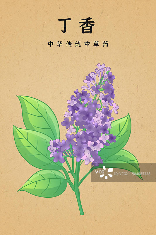 中国传统文化中草药药材丁香图片素材