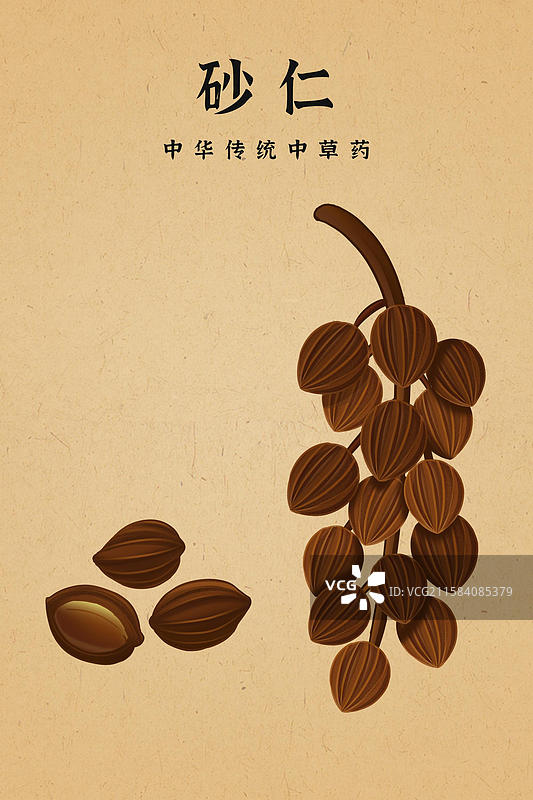 中国传统文化中草药药材砂仁图片素材