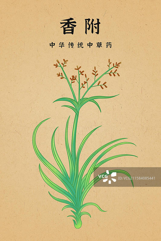 中国传统文化中草药药材香附图片素材