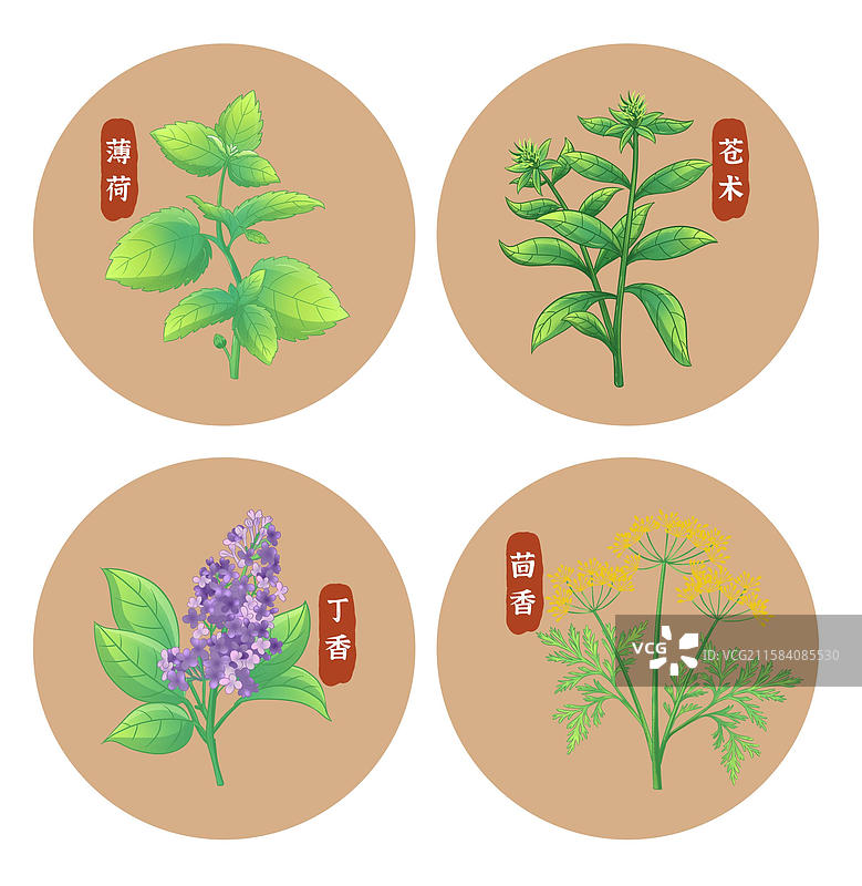 本草纲目薄荷苍术丁香茴香藿香砂仁香附紫苏草药中药草本药材养生图片素材