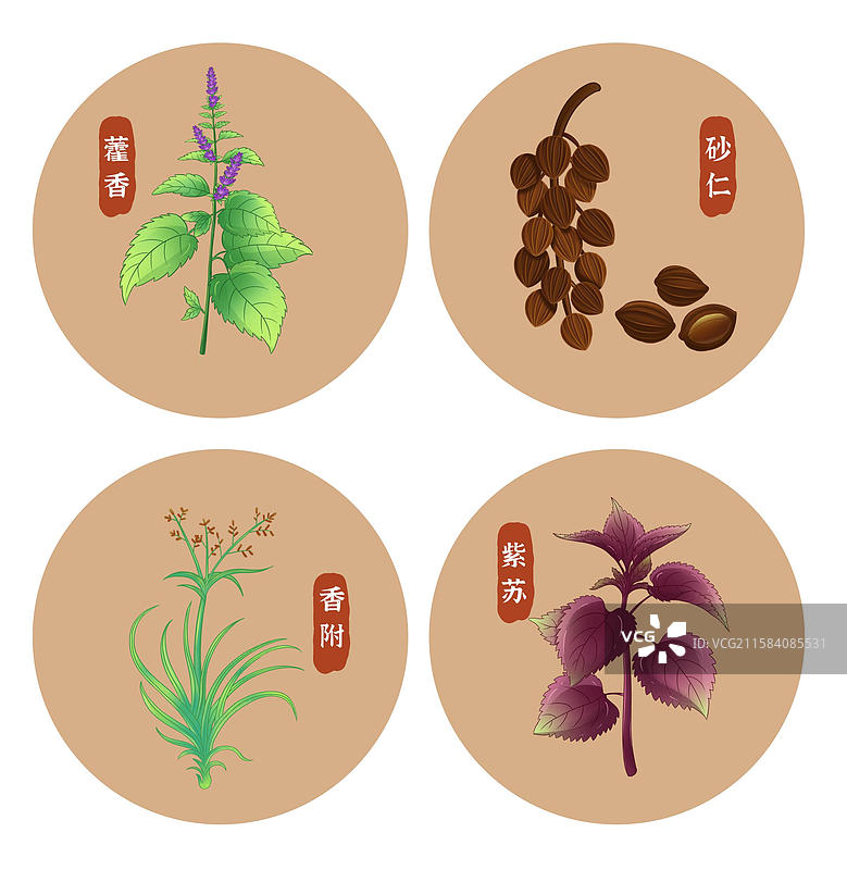 本草纲目薄荷苍术丁香茴香藿香砂仁香附紫苏草药中药草本药材养生图片素材
