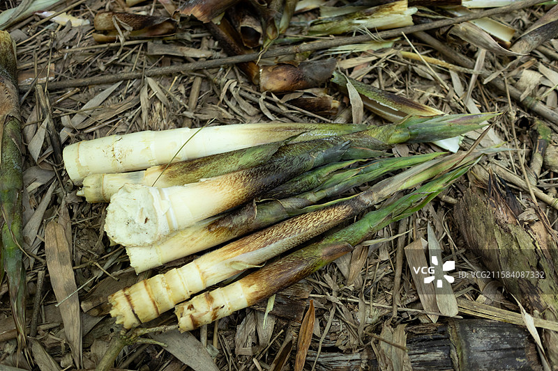 新鲜采摘的野生竹笋图片素材