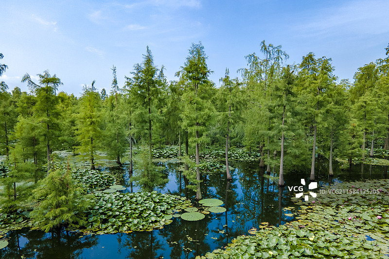 航拍南京六合滁州来安县池杉湖景区图片素材