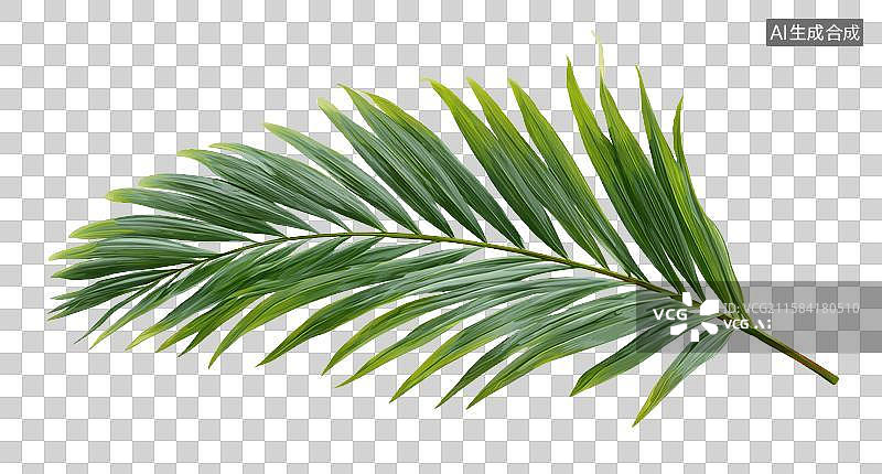 【AI数字艺术】雨后带水珠的新鲜绿色棕榈叶图片素材