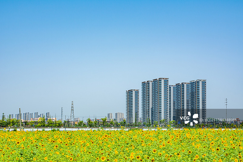 河印观翠湾 钱塘区 杭州 大江东 住宅 楼房 住房 楼盘 楼市 宜居环境 东沙湖公园 向日葵 花海图片素材